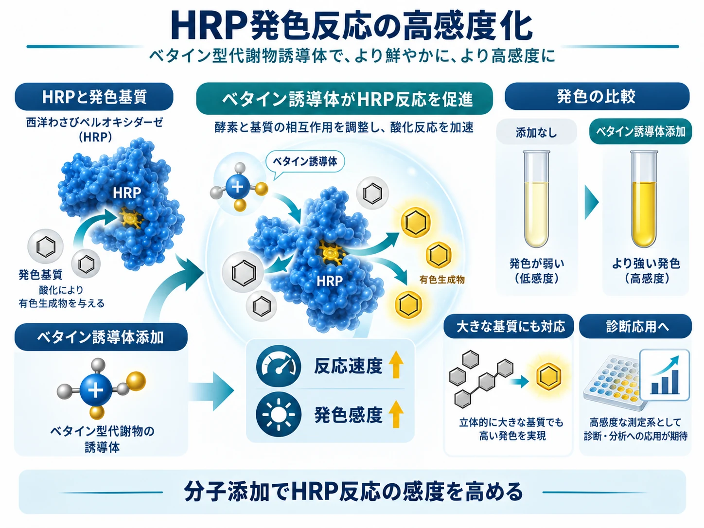 ベタイン型代謝物アナログによるHRP発色反応の高感度化を示す模式図