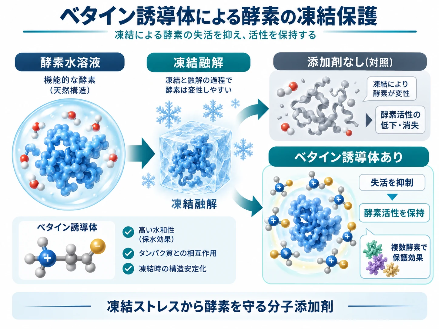 ベタイン型代謝物アナログによる酵素の凍結保護を示す模式図