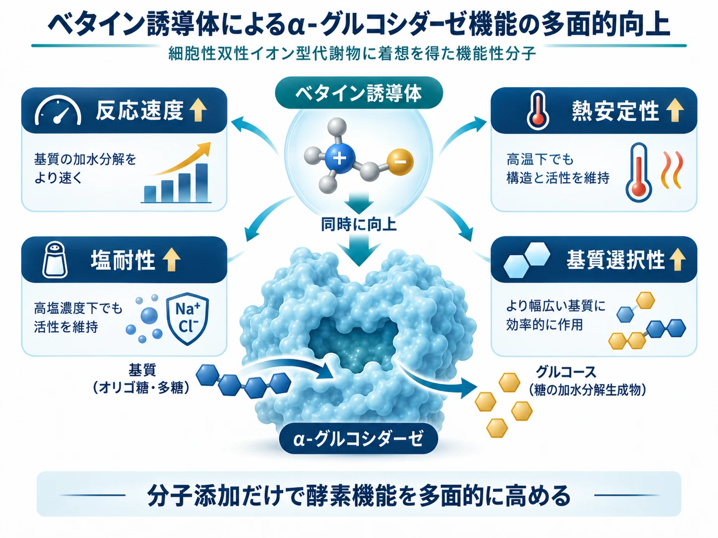 ベタイン誘導体によるα-グルコシダーゼの反応速度、耐熱性、耐塩性、基質選択性向上の模式図