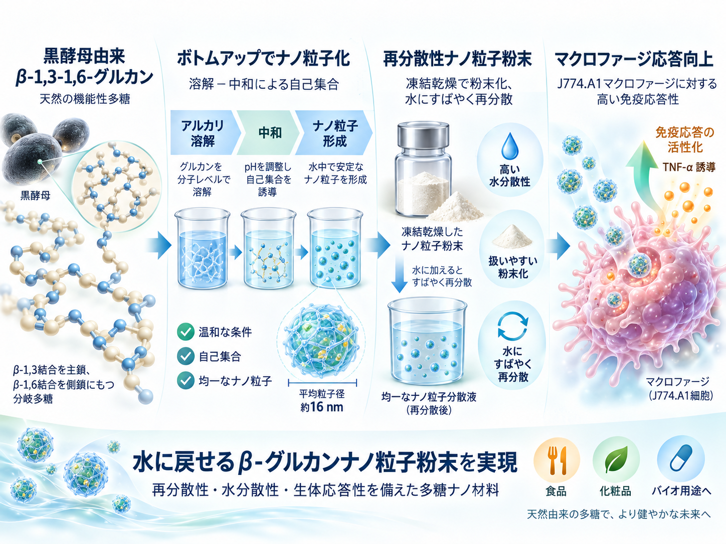 再分散可能なβ-1,3-1,6-グルカンナノ粒子粉末の調製とマクロファージ応答を示すオリジナルGraphical Abstract