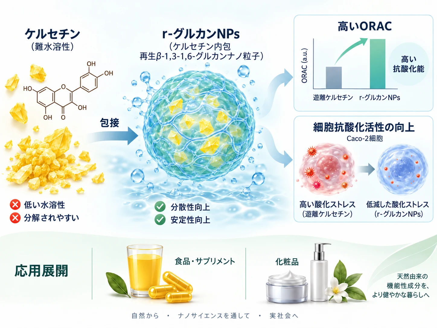 ケルセチン内包r-グルカンナノ粒子による水分散性、ORAC、細胞抗酸化活性の向上を示すオリジナル模式図