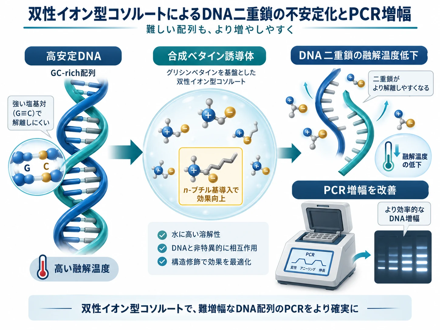 双性イオン型コソルートによるDNA二重鎖不安定化とPCR増幅改善の模式図