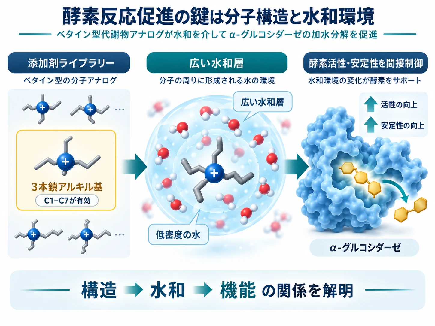 ベタイン型代謝物アナログの分子構造と酵素反応促進機構を示す模式図