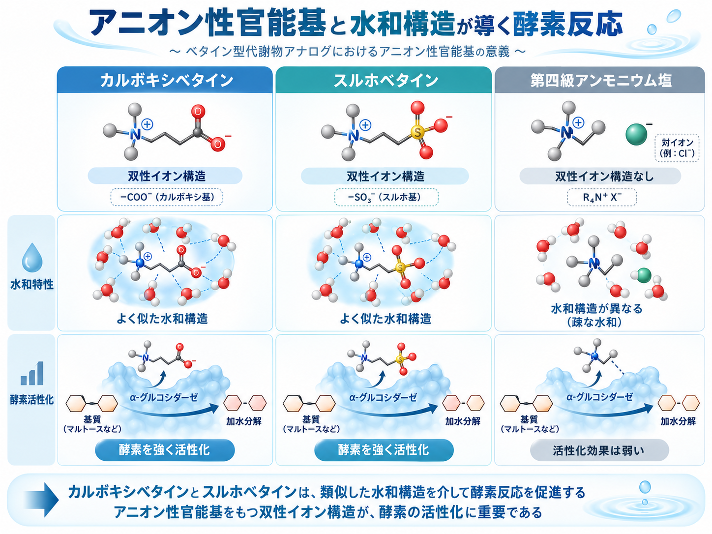 カルボキシベタインとスルホベタインの水和構造と酵素活性化を比較した模式図