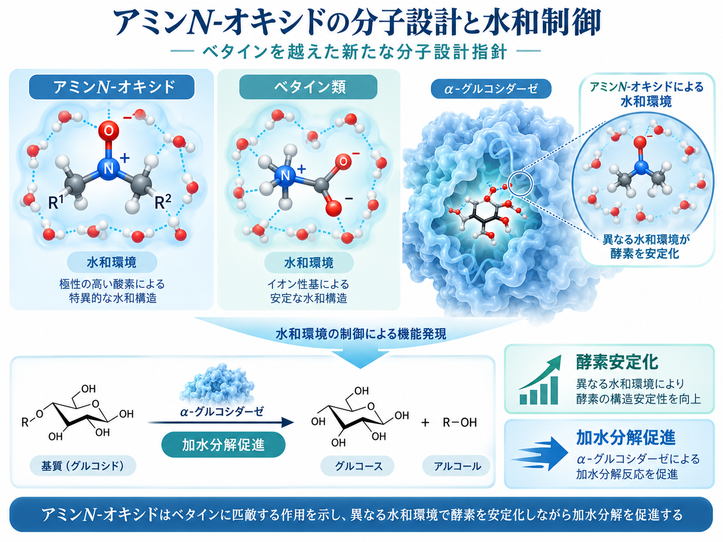 アミンN-オキシドの分子設計と水和制御が酵素機能へ与える影響を示す模式図