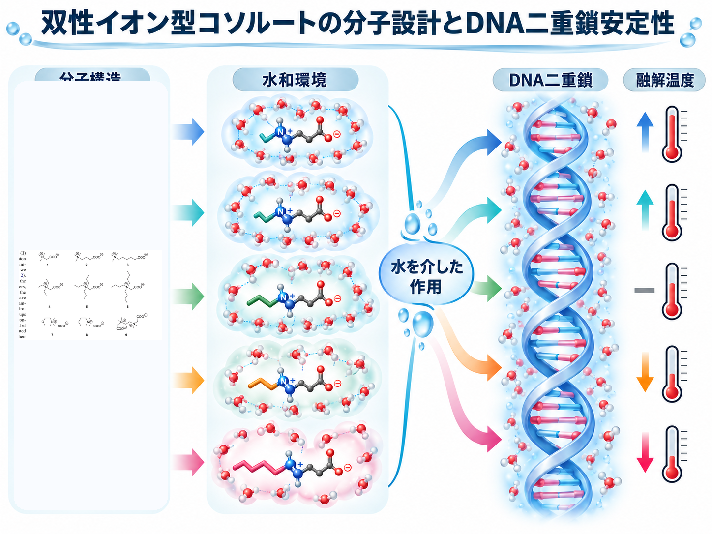 双性イオン型コソルートの分子設計と水和環境がDNA二重鎖安定性に与える影響を示す模式図
