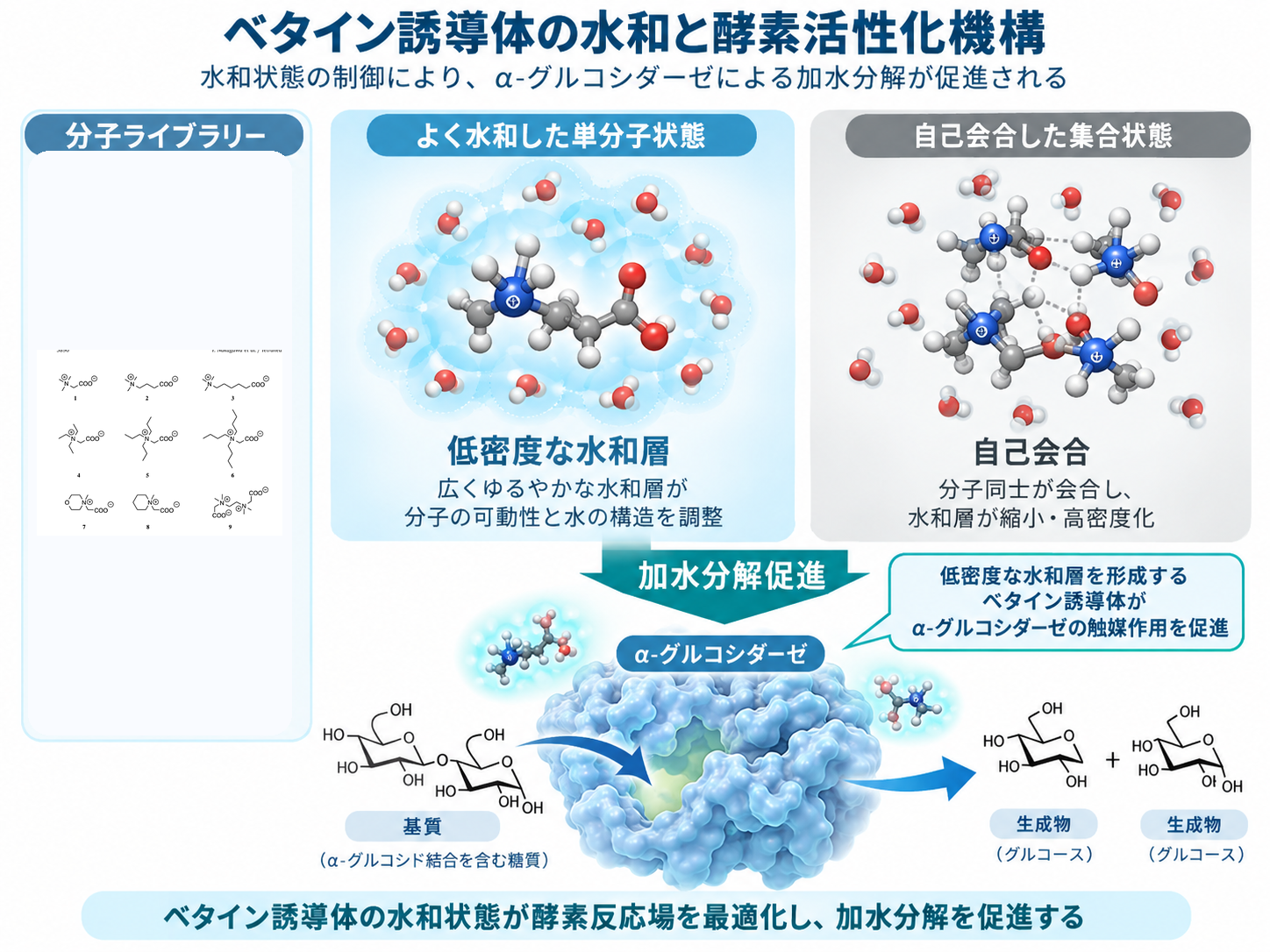 ベタイン型代謝物アナログの水和状態とα-グルコシダーゼ活性化機構を示す模式図