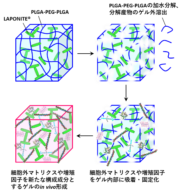 (B)生体成分により置換されるPLGA-PEG-PLGA/LAPONITEインジェクタブルゲルの概念図