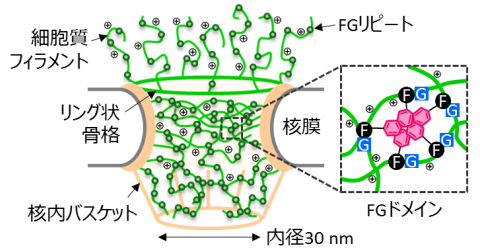 (A)核膜孔の模式図